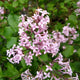 Lilac | Syringa 'Red Pixie' Shrubs