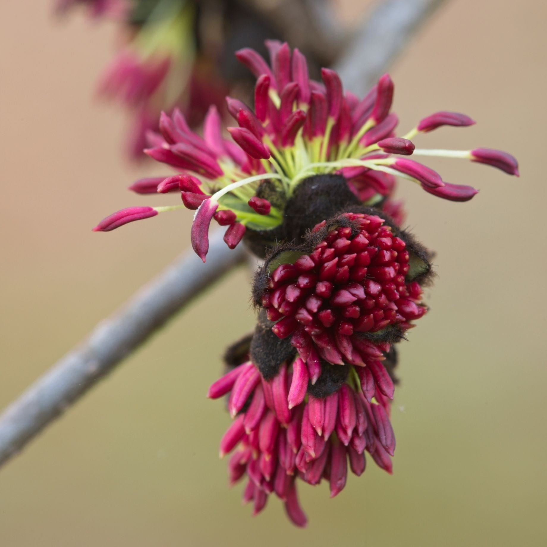 Parratio Tree Persian Ironwood Tree | Parrotia persica 'Vanessa' – Roots Plants