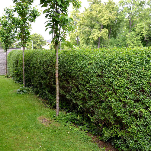 Common Privet | Ligustrum ovalifolium Shrubs