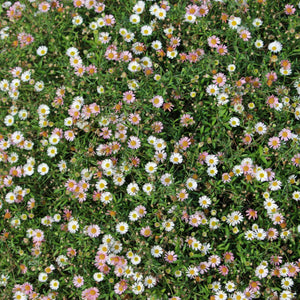 Erigeron 'Sea of Blossom' Perennial Bedding