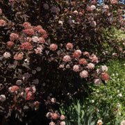 Ninebark | Physocarpus opulifolius 'Diable D'Or' Shrubs