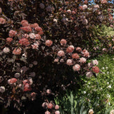 Ninebark | Physocarpus opulifolius 'Diable D'Or' Shrubs