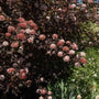 Ninebark | Physocarpus opulifolius 'Diable D'Or' Shrubs