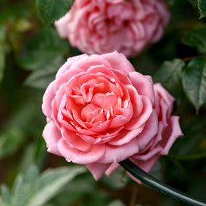 'Star Performer' Climbing Rose Shrubs