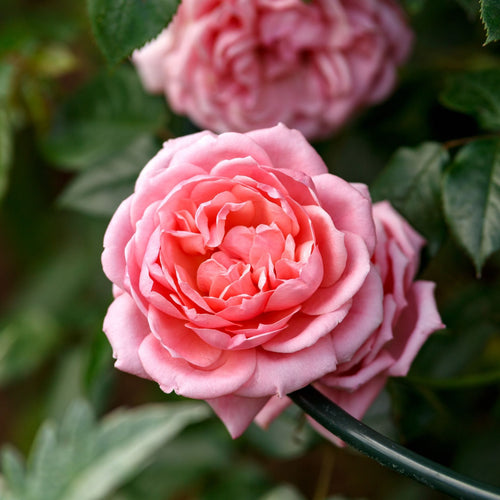 'Star Performer' Climbing Rose Shrubs