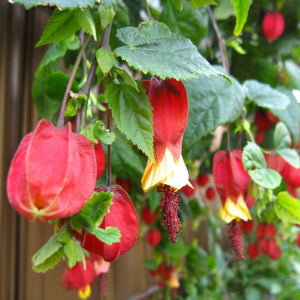 Trailing Abutilon | Abutilon megapotamicum Climbing Plants