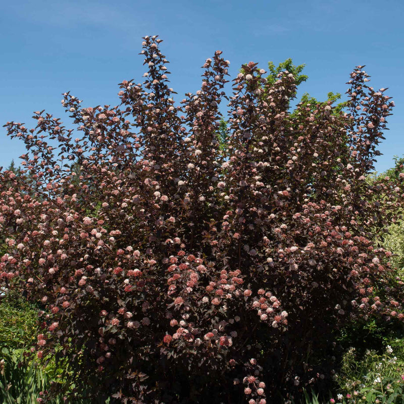 Ninebark | Physocarpus opulifolius 'Diable D'Or' Shrubs