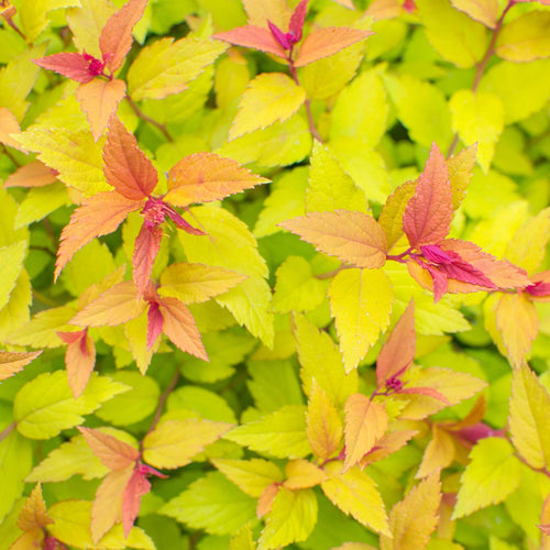 Spiraea japonica 'Firelight' Shrubs