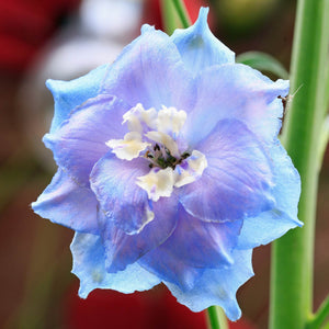 Delphinium elatum 'Blue Nile' Perennial Bedding