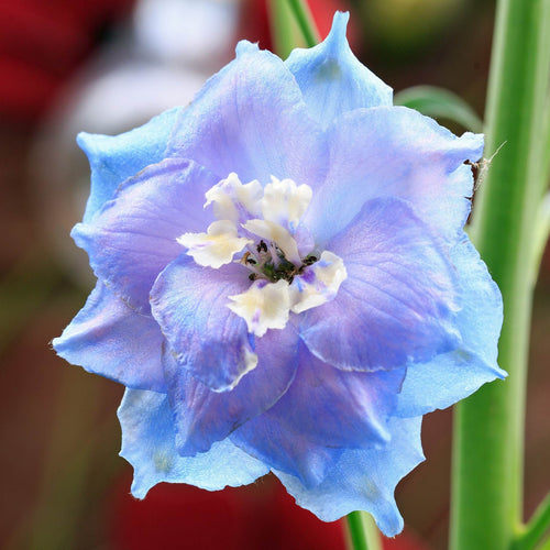 Delphinium elatum 'Blue Nile' Perennial Bedding