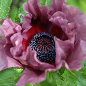 Poppy 'Patty's Plum' | Papaver orientale Perennial Bedding