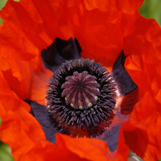 Red Poppy | Papaver 'Brilliant' Perennial Bedding