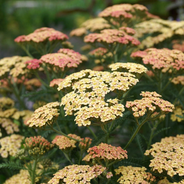 Achillea 'Peachy Seduction' Perennial Bedding