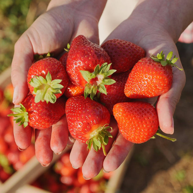 'Elegance' Strawberry Plants Soft Fruit