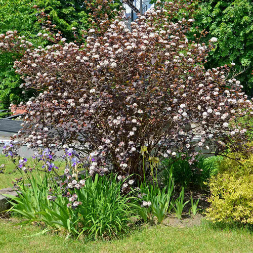 Physocarpus opulifolius 'Diabolo' Shrubs