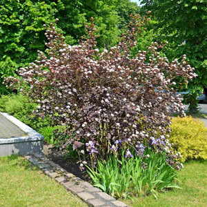 Physocarpus opulifolius 'Diabolo' Shrubs