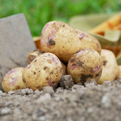 'Kestrel' Second Early Seed Potatoes Vegetables