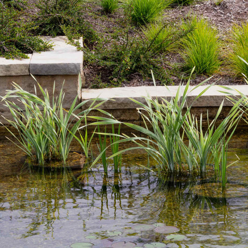 Variegated Sweet Flag | Acorus calamus 'Variegatus' Pond Plants