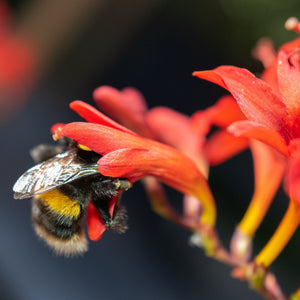 Crocosmia 'Lucifer' Perennial Bedding