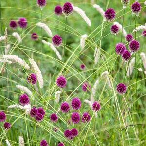 Round-Headed Leek | Allium sphaerocephalon Perennial Bedding