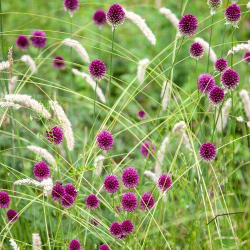 Round-Headed Leek | Allium sphaerocephalon Perennial Bedding
