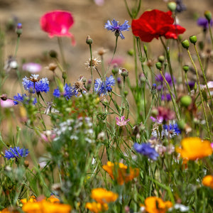 Wildflower Meadow Seed with Empathy Rootgrow™ Perennial Bedding