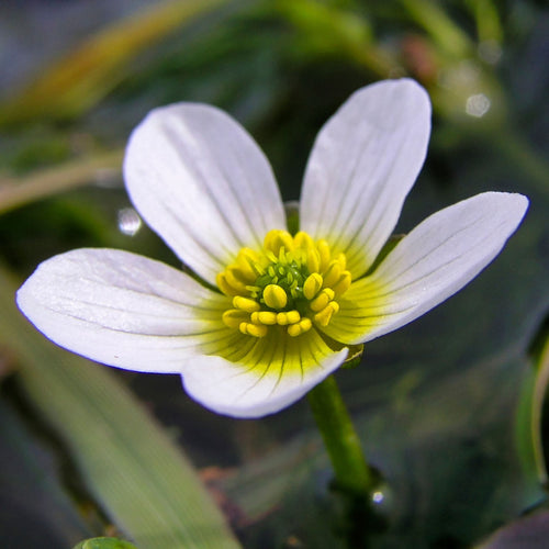 Oxygenating Water Crowfoot | Ranunculus aquatilis Pond Plants