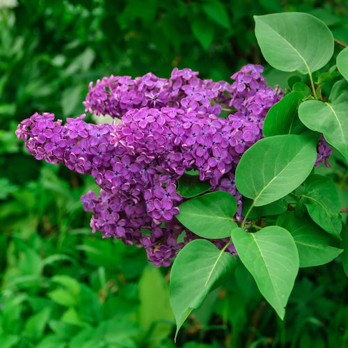 Lilac | Syringa vulgaris 'Andenken an Ludwig Späth' Shrubs