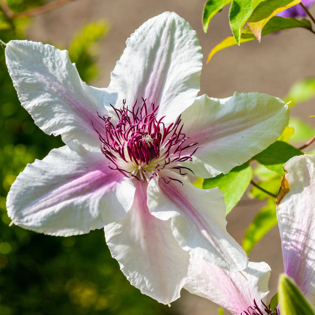 Clematis 'The Countess of Wessex' Climbing Plants