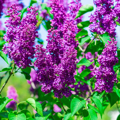 Lilac | Syringa vulgaris 'Andenken an Ludwig Späth' Shrubs