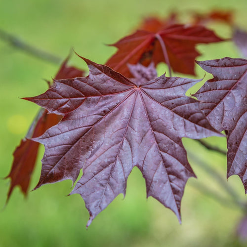 Norway Maple Tree | Acer platanoides 'Royal Red' Ornamental Trees