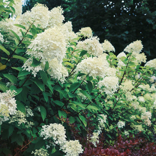 Hydrangea paniculata 'Silver Dollar' Shrubs