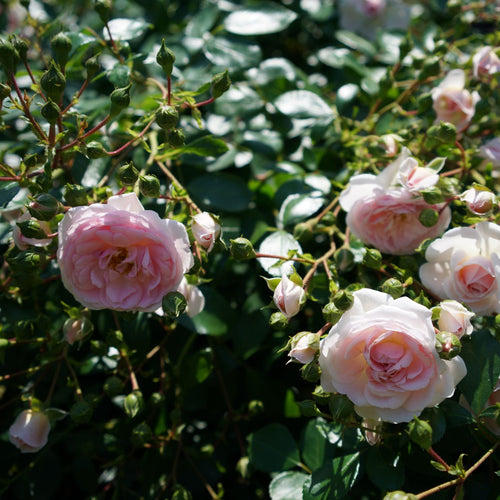 'Lovely Bride' Patio Shrub Rose Shrubs