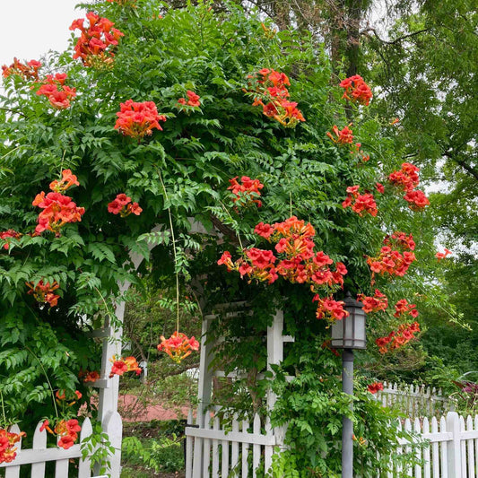 Red Trumpet Vine | Campsis tagliabuana 'Madame Galen' Climbing Plants