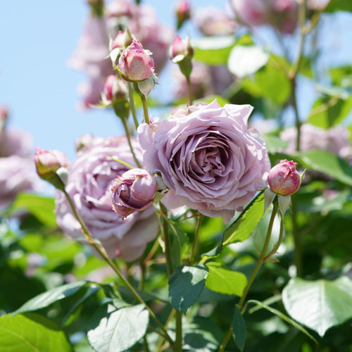 'Novalis®' Nostalgia Shrub Rose Shrubs