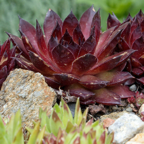 Sempervivum 'Scorpius' Perennial Bedding