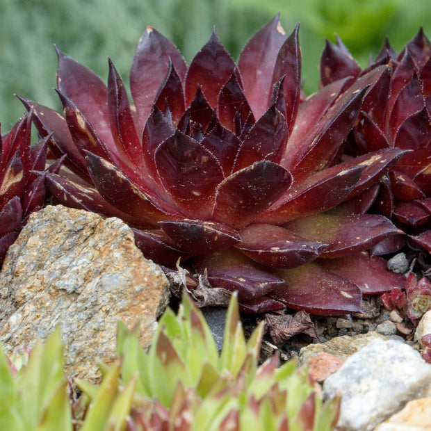 Sempervivum 'Scorpius' Perennial Bedding