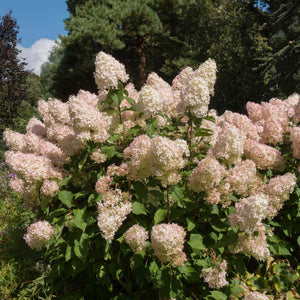 Hydrangea paniculata 'Phantom' Shrubs