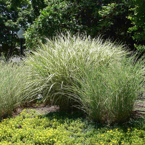 Miscanthus sinensis 'Morning Light' Perennial Bedding
