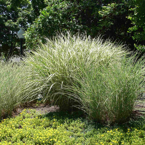 Miscanthus sinensis 'Morning Light' Perennial Bedding