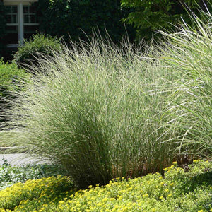 Miscanthus sinensis 'Morning Light' Perennial Bedding