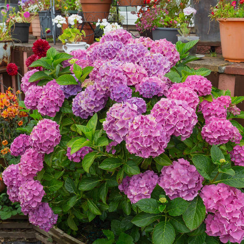 Hydrangea macrophylla 'Bouquet Rose' Shrubs