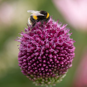 Round-Headed Leek | Allium sphaerocephalon Perennial Bedding