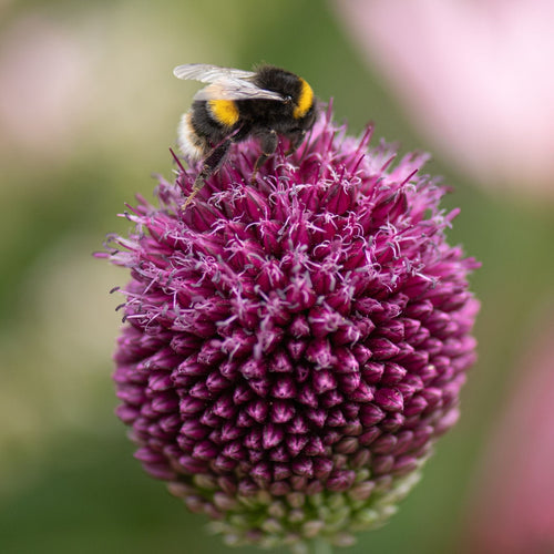 Round-Headed Leek | Allium sphaerocephalon Perennial Bedding