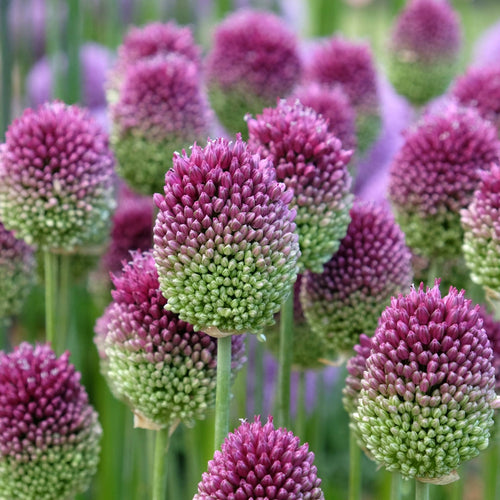 Round-Headed Leek | Allium sphaerocephalon Perennial Bedding