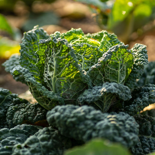 'Jade F1' Savoy Cabbage Plants Vegetables