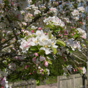 'Red Sentinel' Crabapple Tree Ornamental Trees
