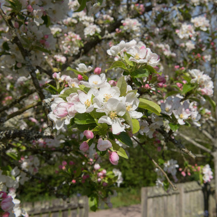'Red Sentinel' Crabapple Tree Ornamental Trees