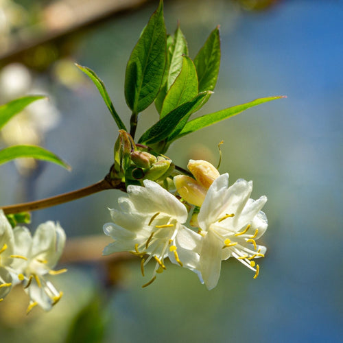 Sweetest Winter Honeysuckle | Lonicera fragrantissima Climbing Plants