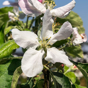 'Granny Smith' Apple Tree Fruit Trees